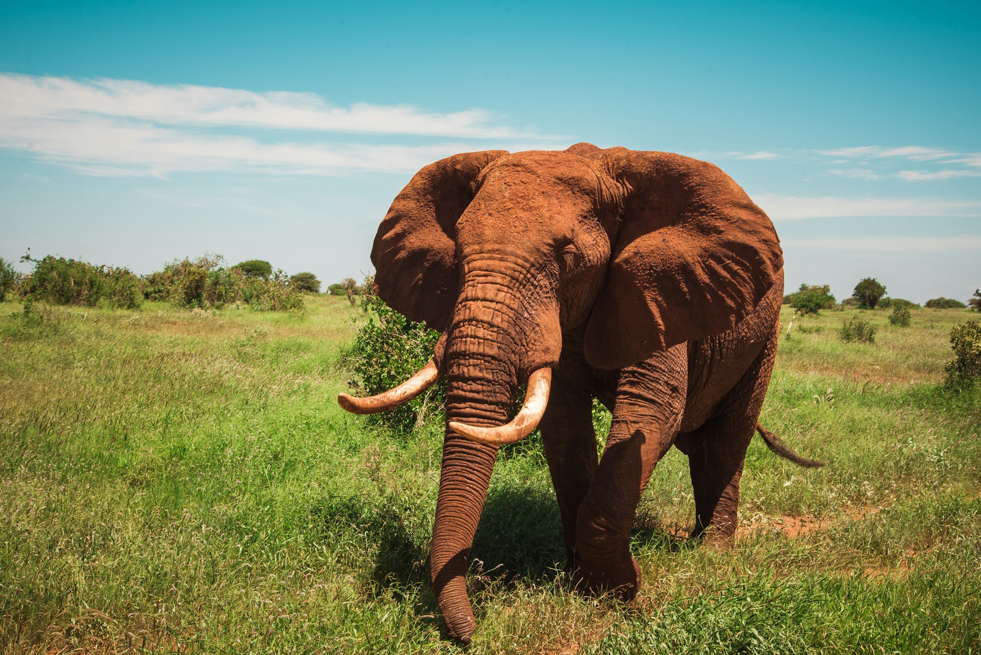 Safaris in Tsavo National Park