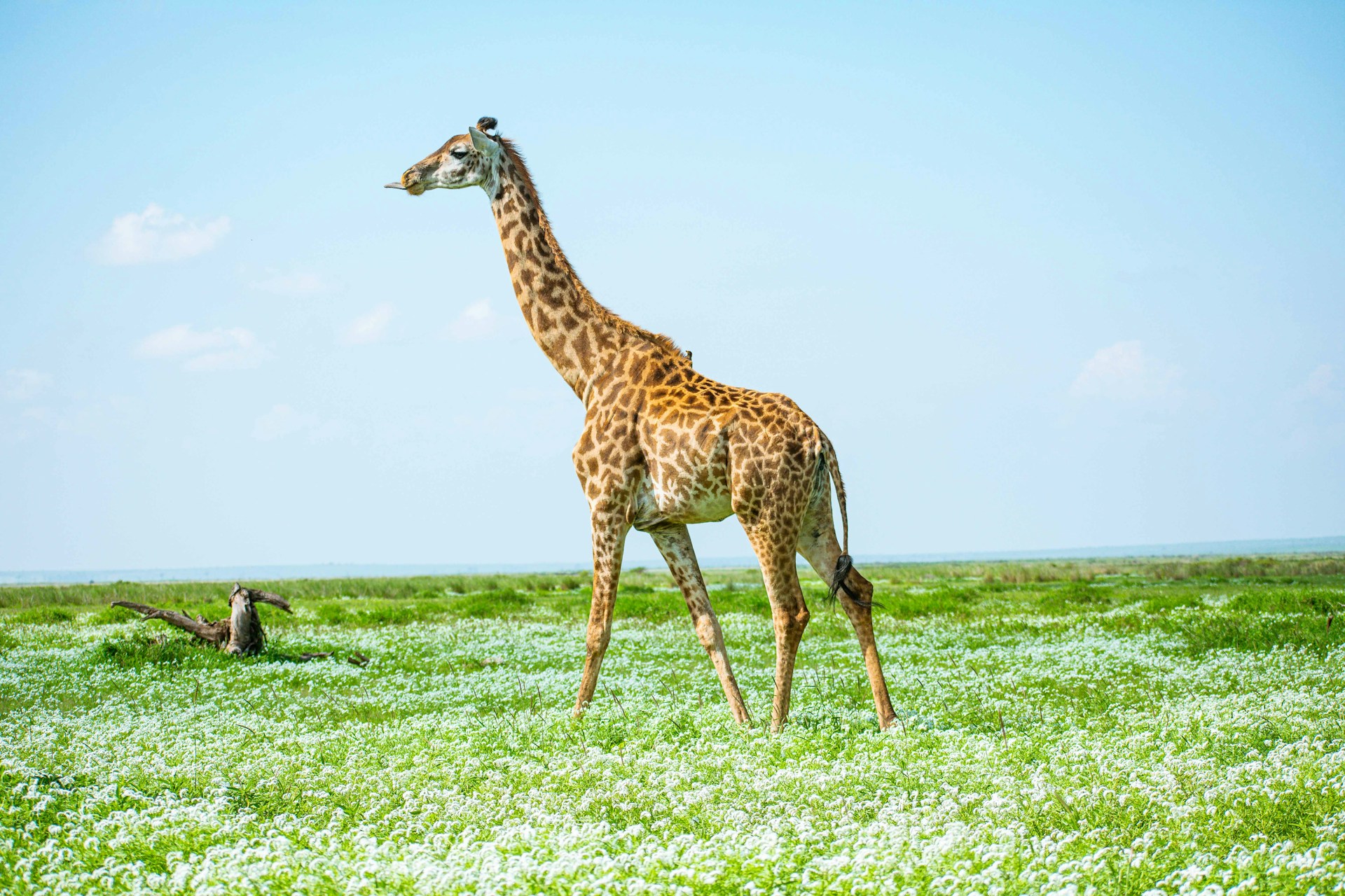 Safaris in AMBOSELI NATIONAL PARK