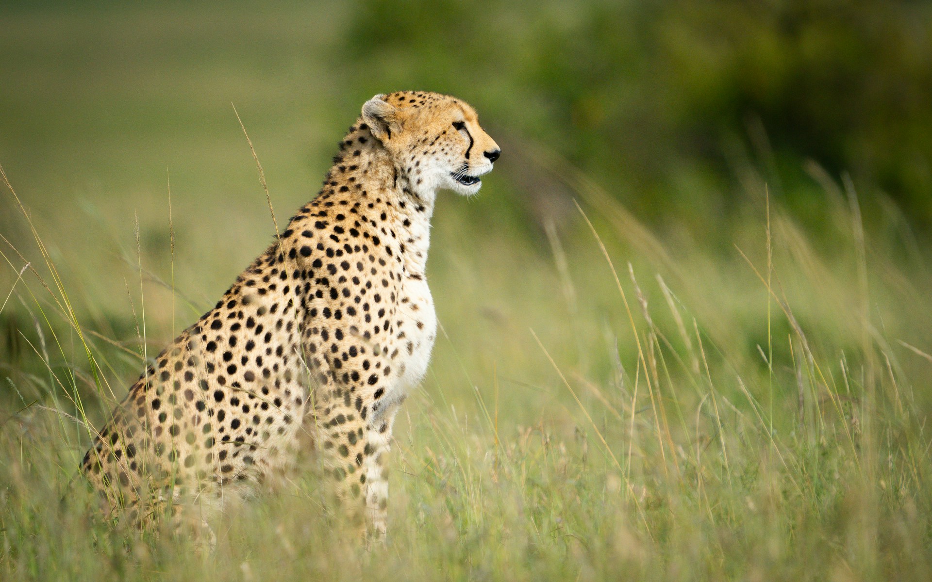 Safaris in MASAI MARA GAME RESERVE