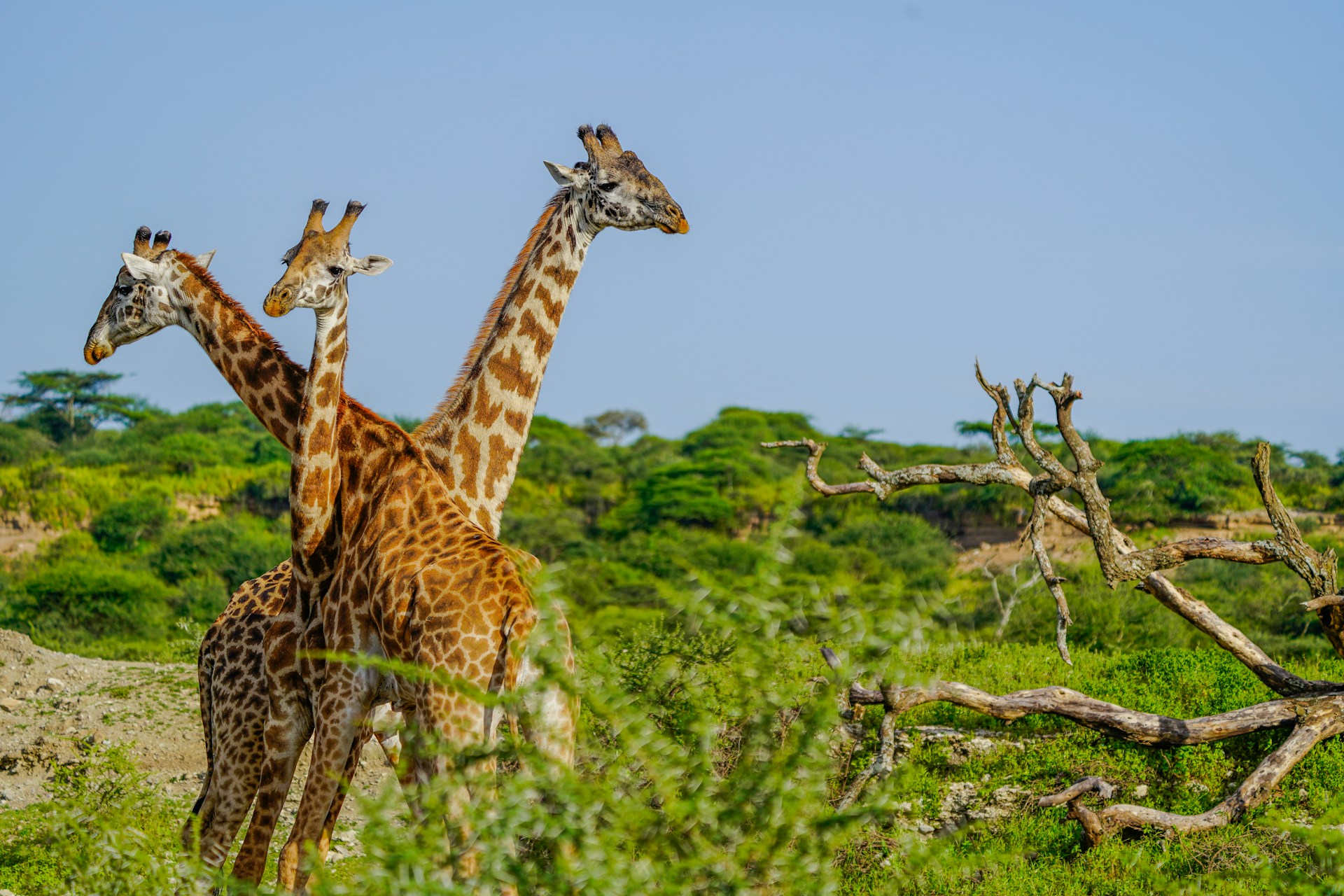 Safaris in Ndutu Plains