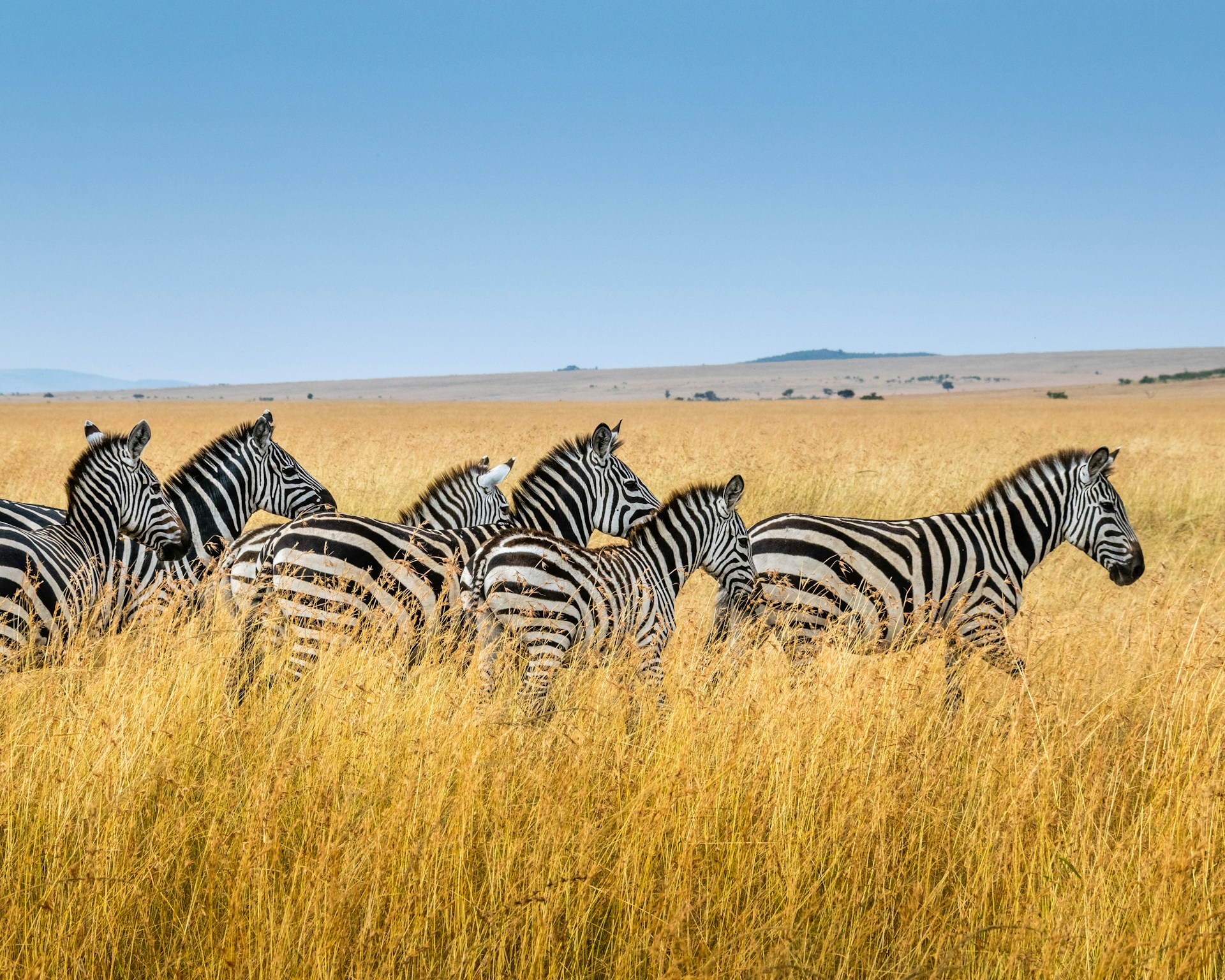 Safaris in TAITA HILLS WILDLIFE