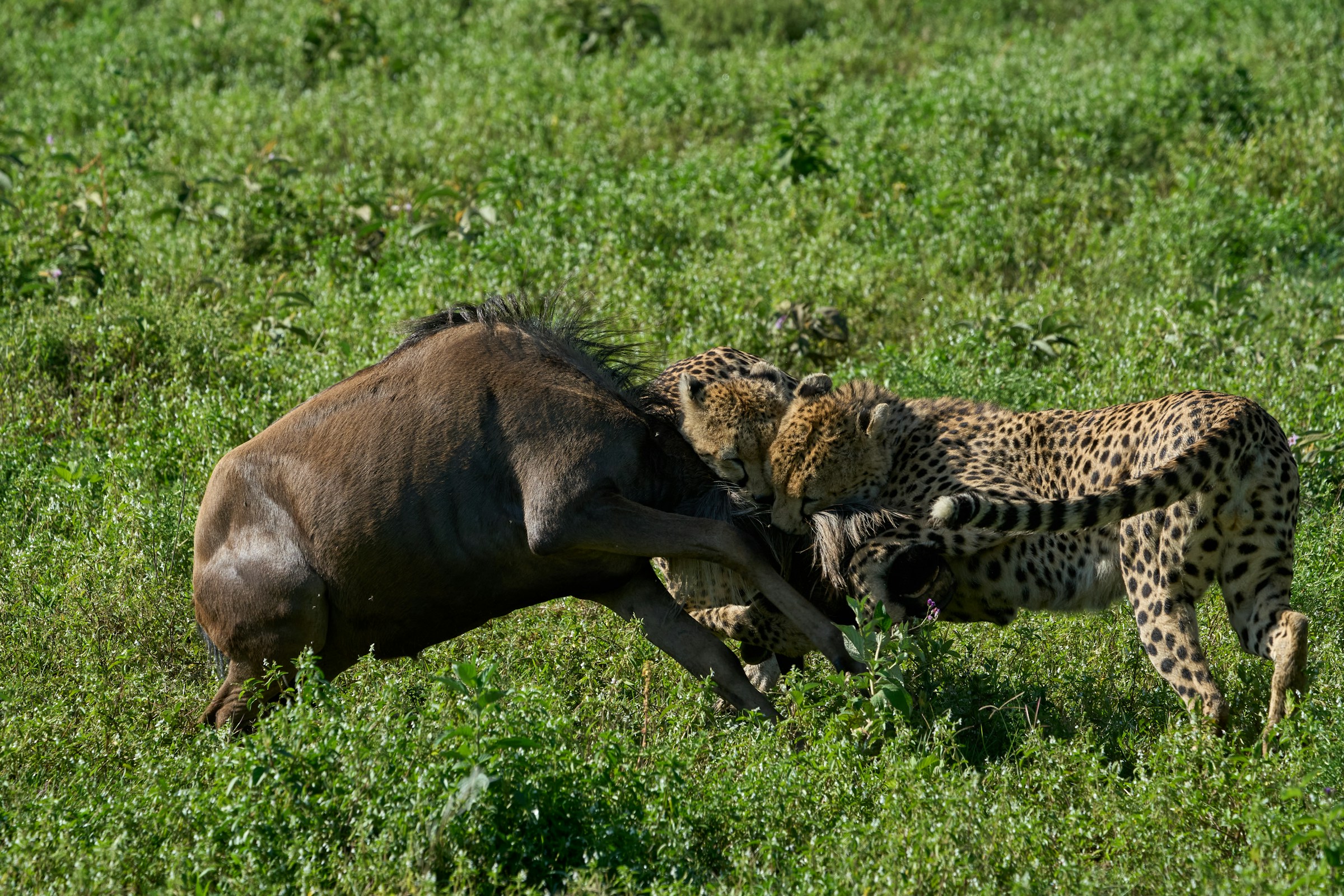 2 Days Nyerere National Park African Safari Experience