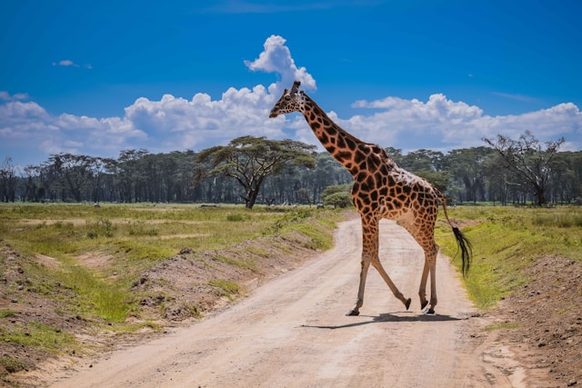 RUAHA NATIONAL PARK LUXURY SAFARI (3 DAYS)