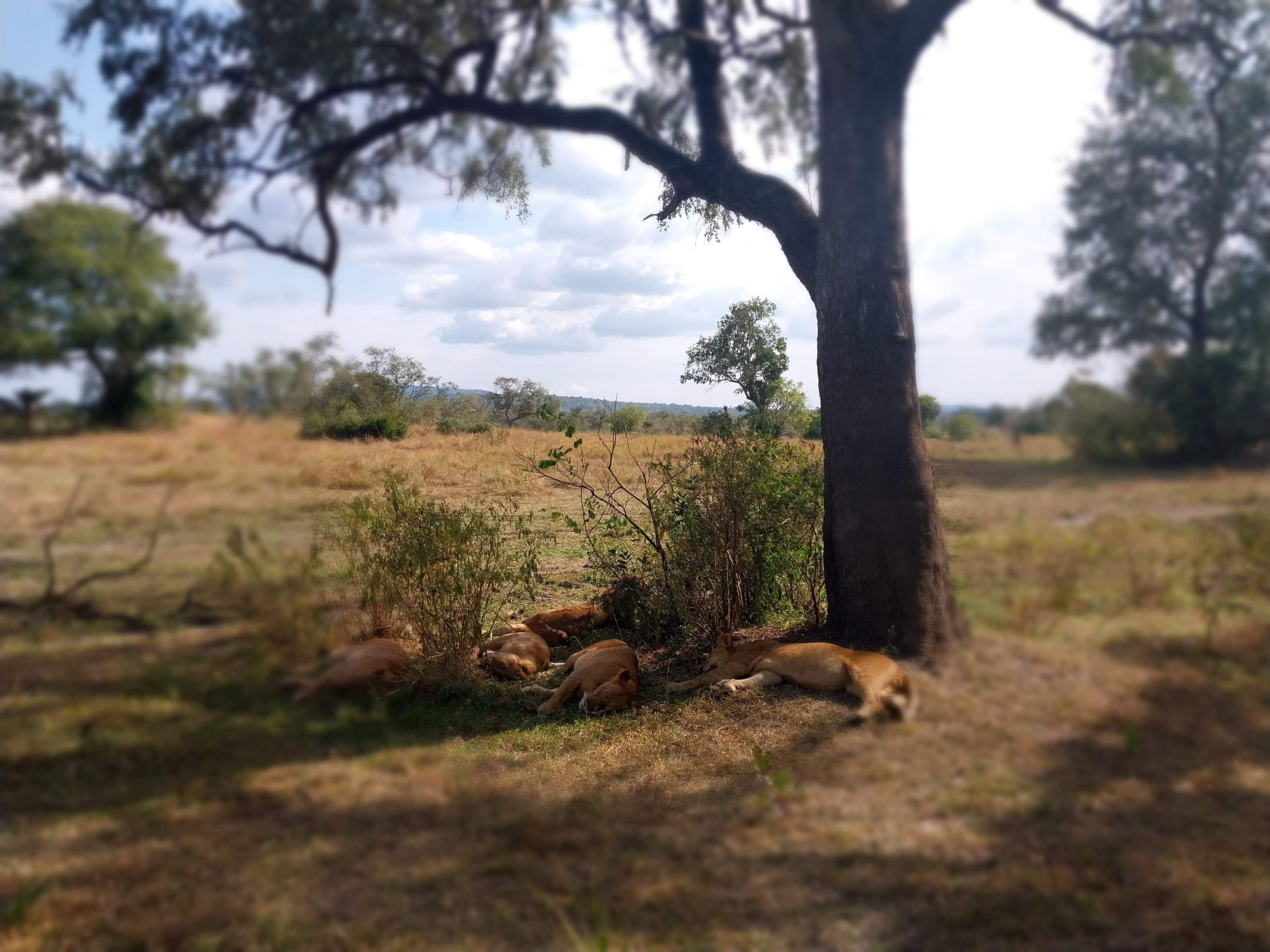 DAYTRIP PRIVATE SAFARI: ZANZIBAR - NYERERE NATIONAL PARK BY FLIGHT 