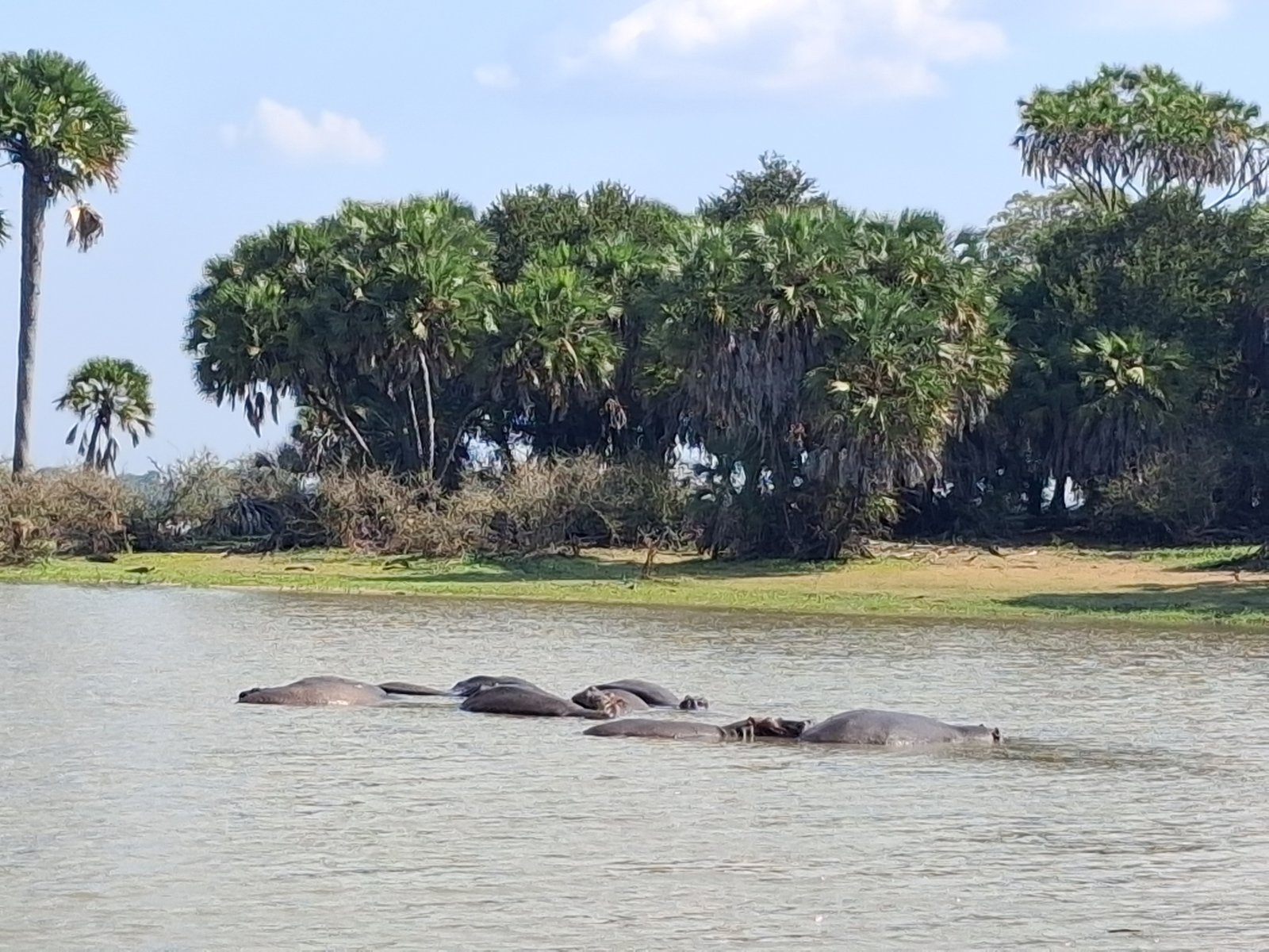 2-Day Nyerere National Park Safari Experience